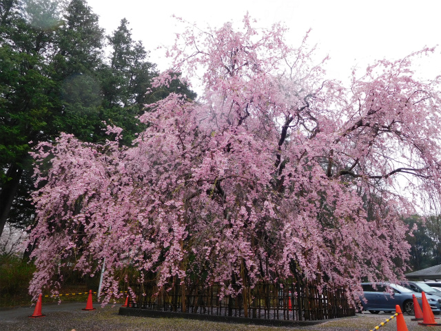 成田市公津公民館のしだれ桜と宗吾霊堂の桜が満開でした One Day