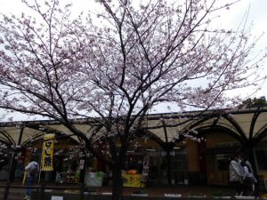 飛行機ファンにはたまらない 成田さくらの山公園の桜も満開でした One Day