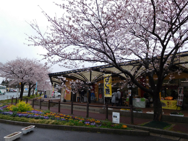 飛行機ファンにはたまらない!?成田さくらの山公園の桜も満開でした!
