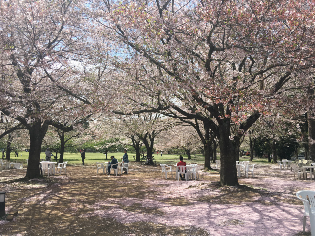 逃走中のロケ地でおなじみの房総のむらへ桜を見に行って来ました