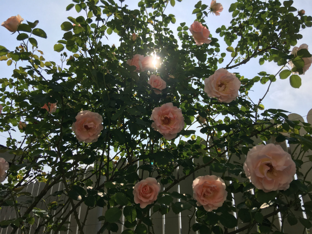 ロココ開花から4日目のバラ情報