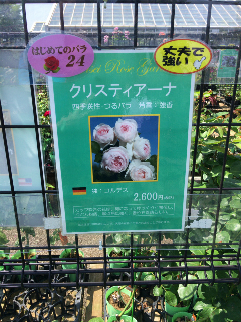 新しいバラを購入 満開の京成バラ園に行って来ました One Day